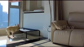 Dog tap dances after climbing onto sunlit furniture in Shandong, China
