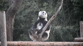 China: A Giant Panda in Strong Wind at the Beijing Zoo