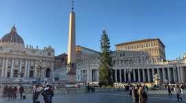 The Christmas tree not yet decorated in St. Peter's Square, in the Vatican City in Rome.