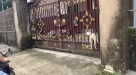 Playful pet dog stuck in gate rescued in China