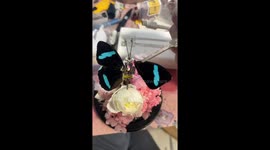 Robot butterfly shows what the future of wildlife could be