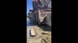 Dog sits calmly in water as village floods
