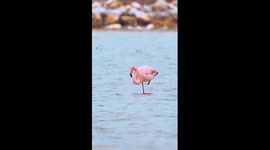 Flamingo spotted in north China lake