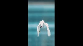 Overwintering birds frolic in wetland park in China's Chongqing