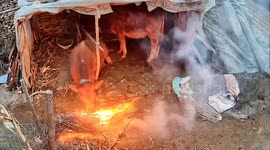 Heroic Mother Cow Shields Newborn Calf from Fire