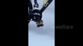 Adorable Sparrows Cuddle on Bicycle Pedal to Escape Heavy Snow