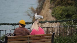A Seaside Herring Gull gives the impression of perching on a ladies head, The Killacourt, Newquay, Cornwall, UK