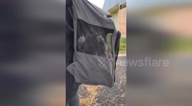 Cat rescued after five days stuck in tree in Washington