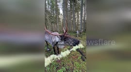 This is what feeding a caribou looks like as winter sets in