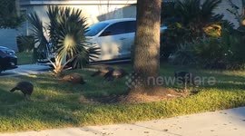 Wild turkeys spotted in Ormond Beach, Florida, USA