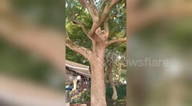 Clever squirrel outsmarts cat in chase around tree branch