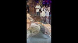 Hungry pelican tries to swallow capybara