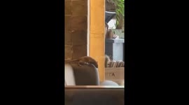 Rat spotted in Starbucks cafe in the Philippines