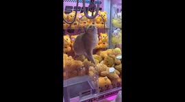 Cat inside claw machine feels the grabber on its head