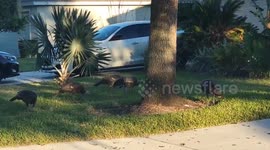 US: Wild Turkeys Strut Through Ormond Beach Days Before Thanksgiving