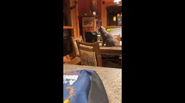 Melodic cat gets in touch with musical side by playing tiny piano