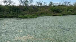 Spooky scene as Florida dad spots alligators hiding in plain sight