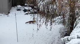 Fox enjoying snowy fun in Nottinghamshire, England, UK