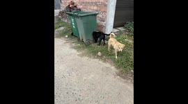 Dog appears headless in Hunan, China