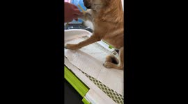 Dog cries during first IV injection in Hebei, China