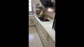 Sitting in the pan, curious cat watches boiling water in Anhui, China