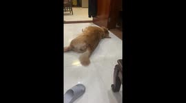 Golden retriever enjoys owner's singing in Guangdong, China