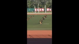 German shepherd police dogs train in China