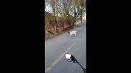 Escaping sheep leaps over wall in China