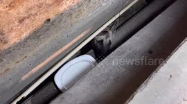 Trapped stray dog rescued under pile of old power poles in Thailand