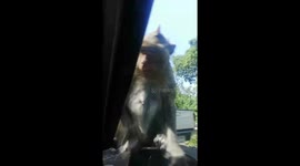 Monkey pries open car window's seal to ask for food