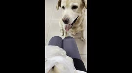 Dog Use a Bun as a Ball to Play with