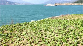 China: China Desertified Land Area Decreased