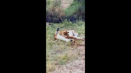 It’s taken from western Serengeti national park in Tanzania