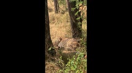 Cheetah eating an impala at Serengeti nationa park