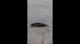 Horsey gap beach, pupping season, seal giving birth, November, rare, baby seal, seals, Norfolk, seal born in a sack