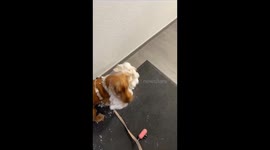 Dog struggles with snow hanging from its ears