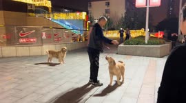 Dog jumps rope with owner in Shanxi, China