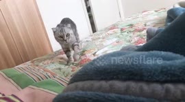 Cat’s playful encounter with another cat in Shandong, China