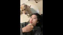 Skilled dog catches food mid-air in Sichuan, China
