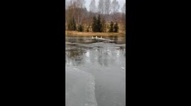 Swan makes safe landing on ice in Anhui, China