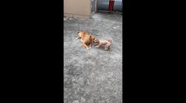 Golden retriever acts dramatically after losing stick in Jiangsu, China