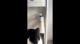 Cat skillfully drinks water from dispenser in Zhejiang, China