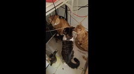 Cats seemingly having a serious meeting in Shandong, China