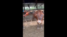 Farmer saves stuck cow with chainsaw in Piranga, Brazil