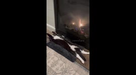 Cat relaxing by fireplace in beverly, Massachusetts