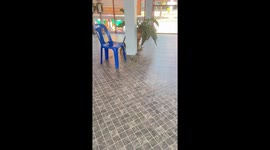 Cat and snake engage in tense encounter in Thailand
