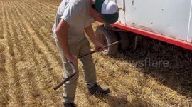 Person uses snake to scare another in Rosario wheat field