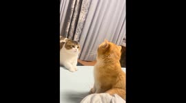 Cats share playful tense moment in Zhejiang, China