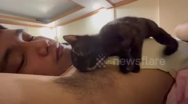 Pet cat licks owner's smelly armpits