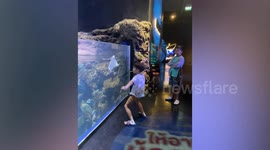 Boy and aquarium manta ray have hilarious dance showdown